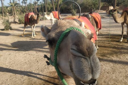 Experience the Sunset: Camel Ride from Marrakech through the Agafay Desert