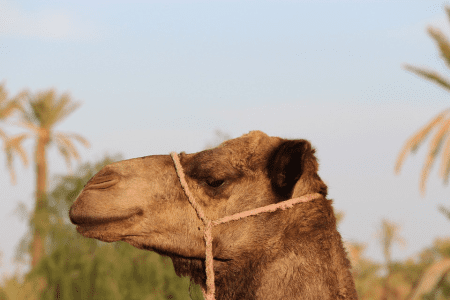 2024 Camel Ride in the Oasis Palmeraie of Marrakech